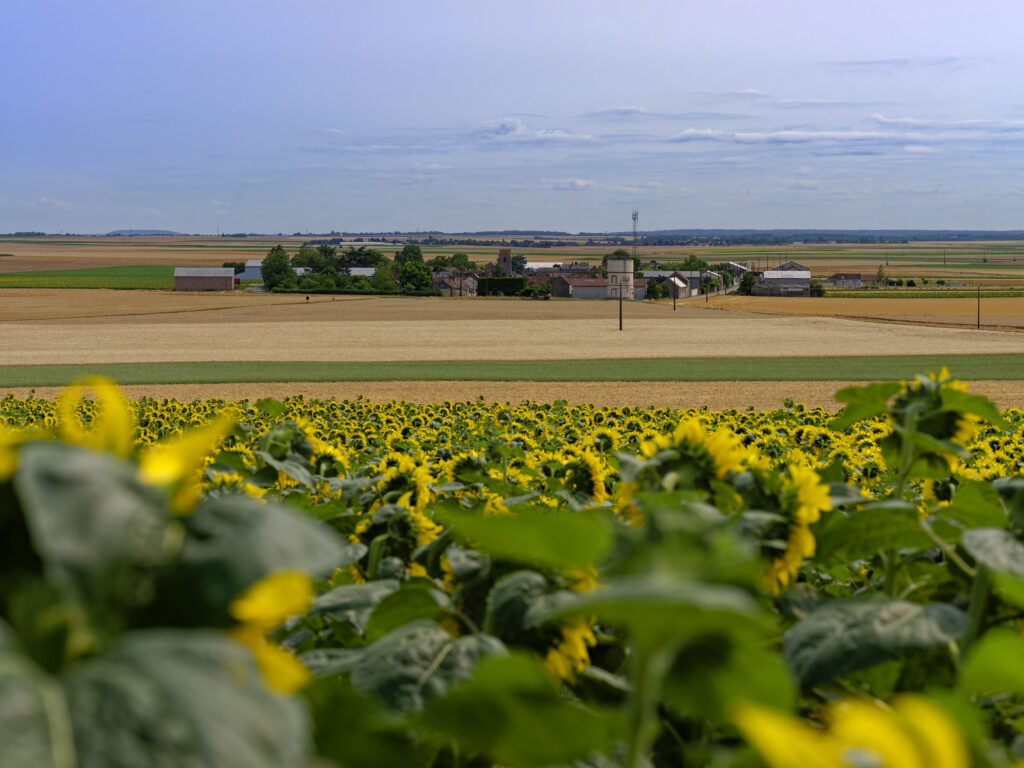 DSF3679 DxO 1024x768